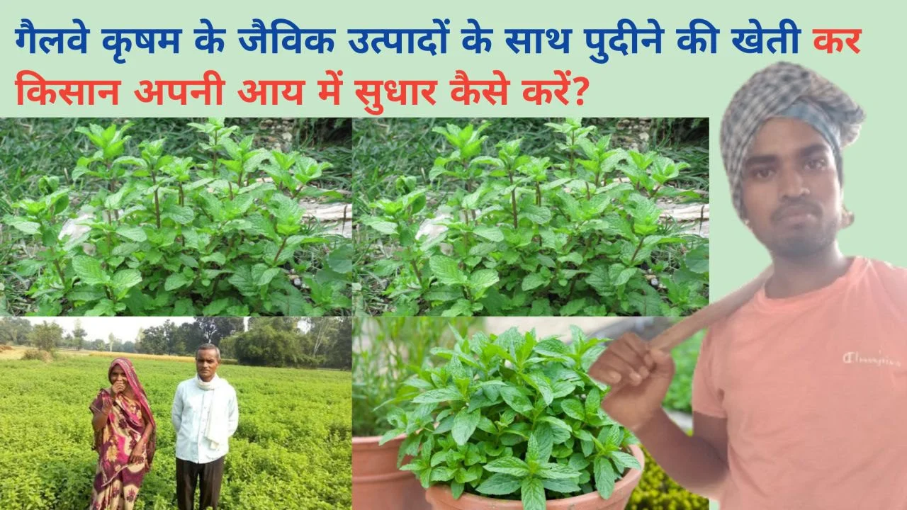 Cultivation of Mint पुदीने की जैविक खेती कर किसान आय में सुधार कैसे करें