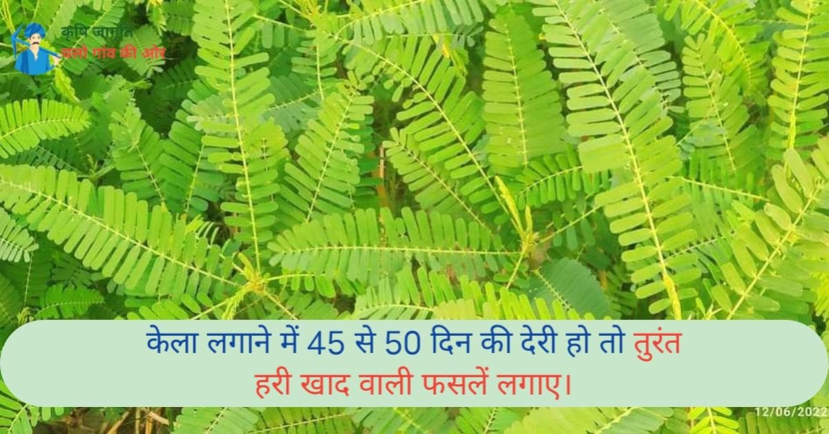 हरी खाद केला लगाने में 45 से 50 दिन की देरी हो तो तुरंत हरी खाद वाली फसलें लगाए। 1