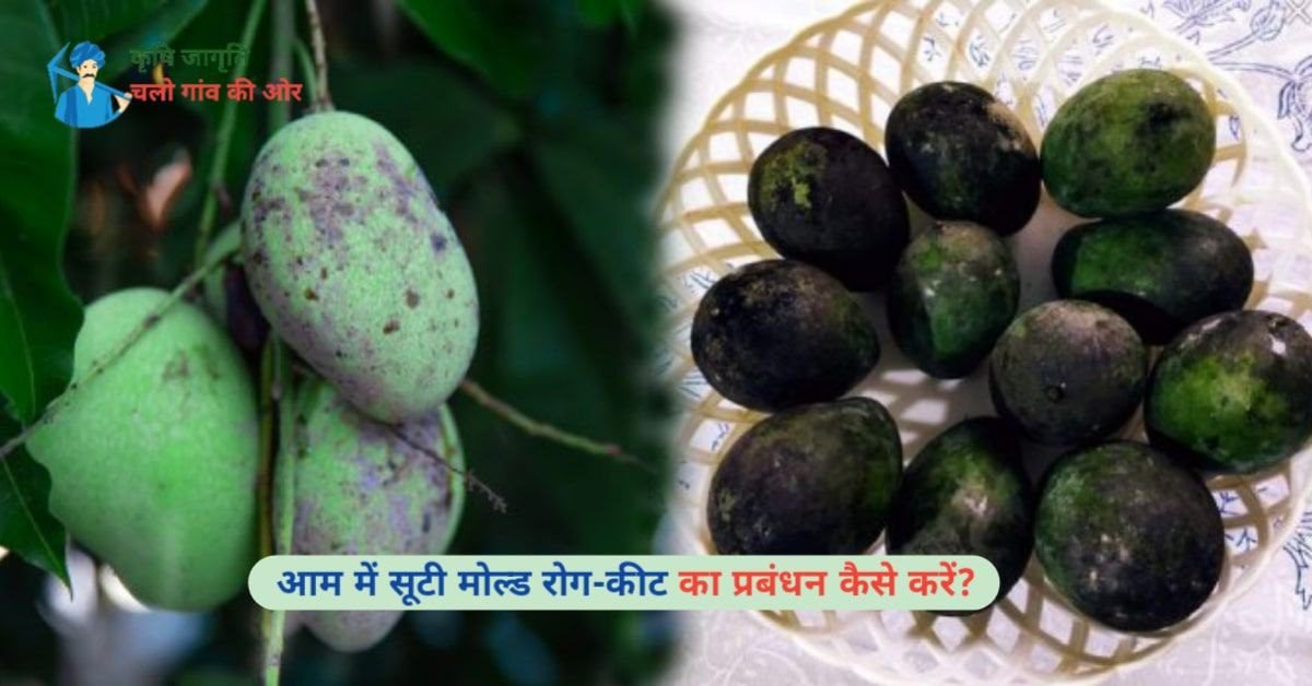 सूटी मोल्ड आम में सूटी मोल्ड रोग कीट का प्रबंधन कैसे करें