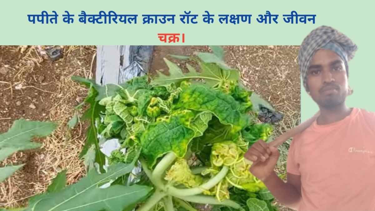 पपीते के बैक्टीरियल क्राउन रॉट के लक्षण और जीवन चक्र