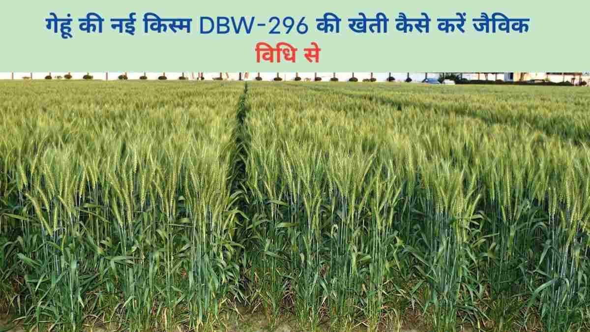 गेहूं की नई किस्म DBW-296 की खेती कैसे करें जैविक विधि से