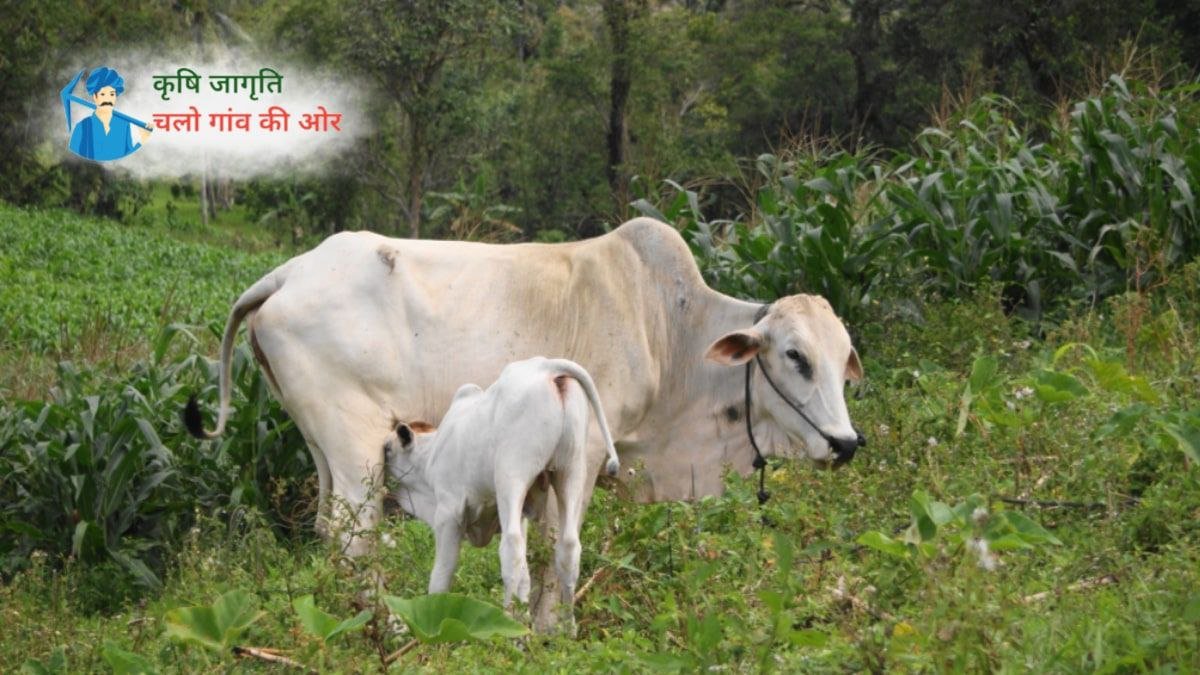 नवजात पशुओं के मृत्यु का कारण बनने वाली इन समस्याओं पर तुरंत लगाएं विराम!