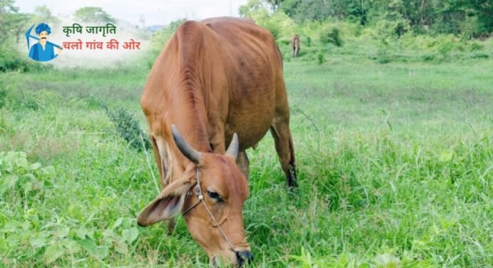 पशुपालन कर रहे किसान भाई जान ले पशुओं में शुष्क काल के महत्व को!