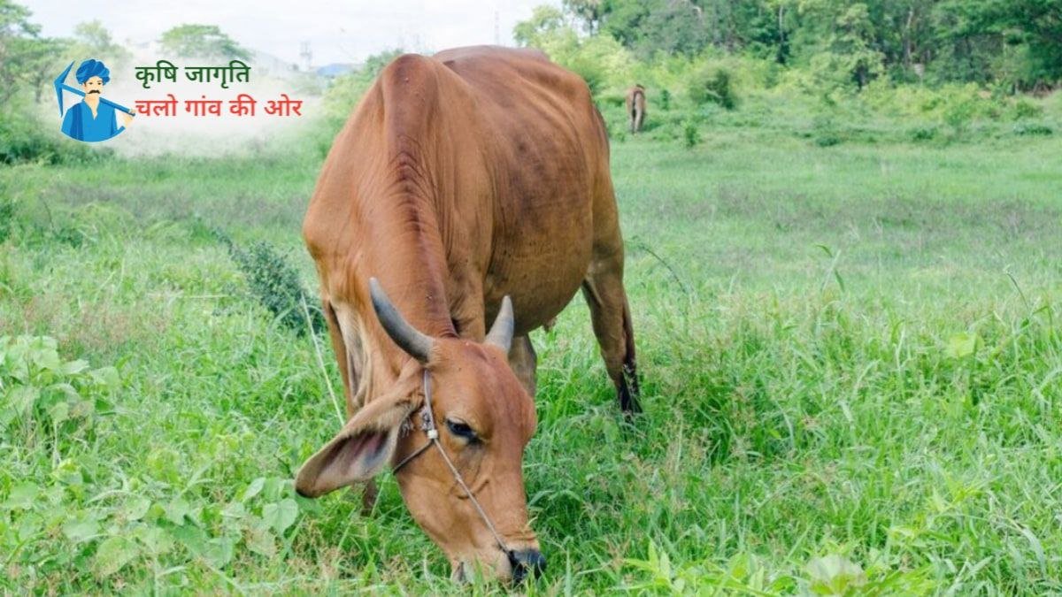 पशुपालन कर रहे किसान भाई जान ले पशुओं में शुष्क काल के महत्व को!