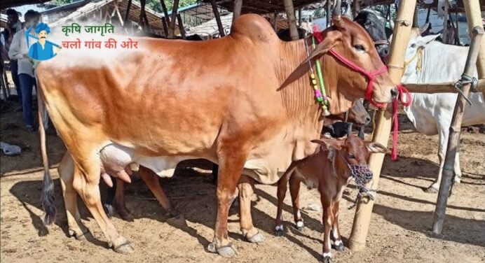 पशुपालन द्वारा गाय के संबंध में अक्सर पूछे जाने वाले कुछ महत्वपूर्ण सवालों के जवाब!