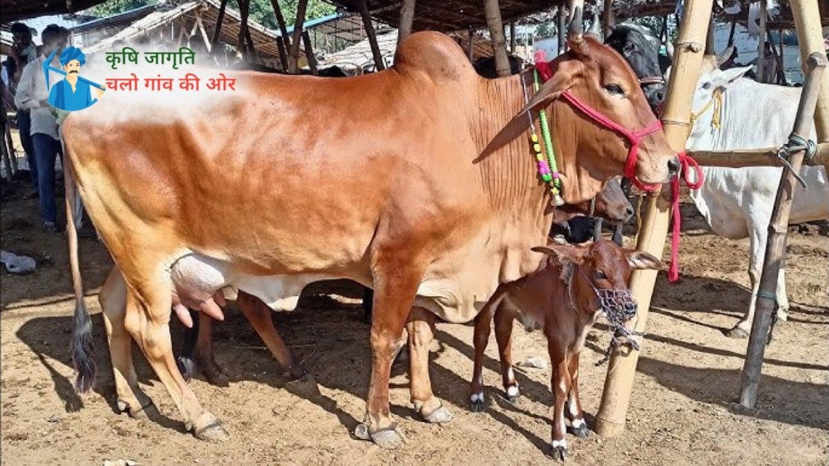 पशुपालन द्वारा गाय के संबंध में अक्सर पूछे जाने वाले कुछ महत्वपूर्ण सवालों के जवाब!