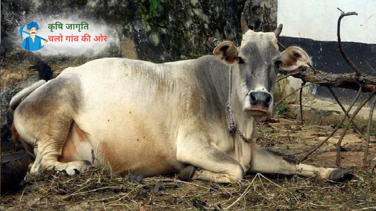 वर्षा के मौसम में पशुओं को ये बीमारी कर रही है ज्यादा परेशान तो ऐसे करे बचाव!